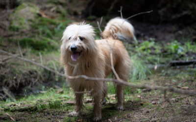 Looking for the wolf